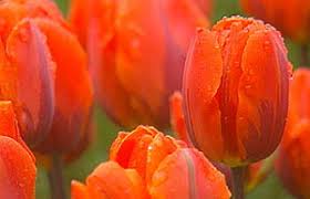 Maybe you would like to learn more about one of these? Bbc Gardening Gardening Guides Techniques Plant Spring Bulbs