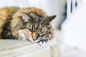 A couple of tips and tricks Cat Constipation What Can You Do About It Catster
