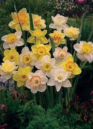 Robot Check Flower Farmer Beautiful Flowers Daffodil Flower