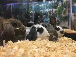 Exotic pet stores in hillsborough on yp.com. Unique Mammals Birds Adam S Pet Safari Chester Nj