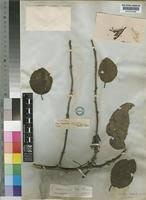 Image result for Phragmanthera capitata