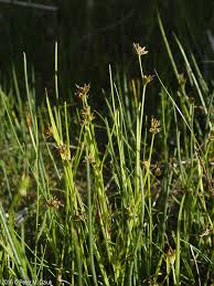 Image result for Scleria