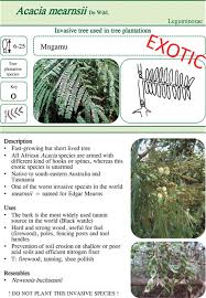 Image result for Heinsenia