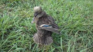 Our Down Syndrome Duck Aug 16th 2016 Crestedduckumentary Youtube