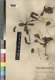 Image result for Terminalia stuhlmannii