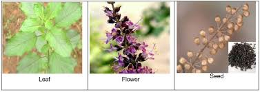 Image result for Ocimum urundense