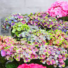 Garten und produkte entwickeln sich weiter, wir sind dabei zu lernen was gut und möglich ist. Garten Hortensie Magical Coral Blue Im Ca 14 Cm Topf Online Kaufen Bei Gartner Potschke