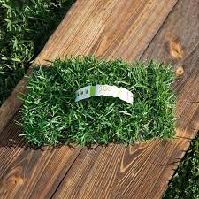 Sodpods Centipede Grass Plugs 16 Count Natural Affordable Lawn Improvement Spct16 The Home Depot In 2021 Centipede Grass Warm Season Grass Grass Plugs