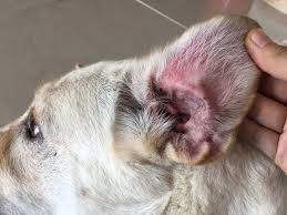 Image result for scabies dog ear