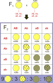 The results for chapter 10 dihybrid cross worksheet answer key. Monohybrid Dihybrid Cross Activities Study Com