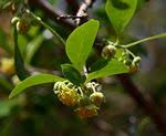 Image result for Dovyalis lucida