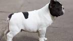 French Bulldog Tail: Is It Cropped or Natural Born ...