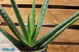 16,50 € * mehr informationen ← zurück; Aloe Vera Pflanze Alles Uber Die Pflege Talu De