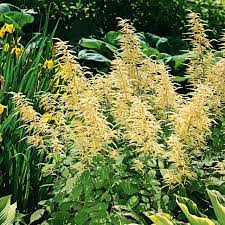 Goatsbeard Better Homes Gardens