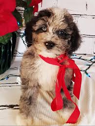 Puppy stars are extra special puppies with beautiful markings, gorgeous coat and that we've got a great selection of bernedoodle puppies available now. Blue Merle Male Bernedoodle Puppy For Sale Kentucky Mountain Doodles