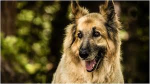 Maybe you would like to learn more about one of these? 6 Easy Steps To Put Some Weight On Your Skinny Dog Anguspost