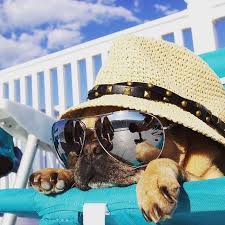 Soak Sleep On Instagram Happy Saturday Have A Good One Saturday Chill Sunglasses Hat Sunshine August Dog Dogsofinstagr Pugs Pugs Funny Cute Pugs