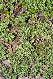 Image result for Polycarpon