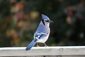 Tips For Attracting Blue Jays Blain S Farm Fleet Blog