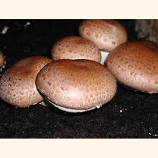 Check spelling or type a new query. Organic Portabella Mushroom Kit A Complete Easy To Grow At Home Kit Fun Easy By Mushroom Adventures Ship Daily By Fedex
