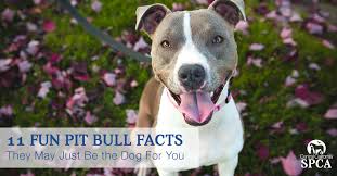 We'll talk more about different types of exercises that help to make your pit bull bigger later in this article. 11 Fun Pit Bull Facts They May Just Be The Dog For You Central California Spca Fresno Ca 11 Fun Pit Bull Facts They May Just Be The Dog For You