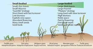 Seagrass And Seagrass Beds Sea Grass Ocean Habitat Ocean Life