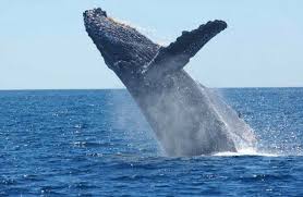 List with pictures & facts. 25 Animals That Start With The Letter W Names Pictures Jessica Paster
