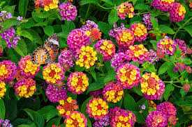 Image result for Lantana angolensis