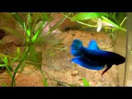 Betta Breeding Step By Step Guide English Subtitles Youtube Breeding Betta Fish Betta Breeding Betta Fish