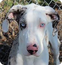 Beautiful healthy great dane puppies for rehoming. Great Dane Puppies For Adoption The Y Guide