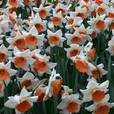 Narcissus Chromacolor Bulb Flowers Daffodils Beautiful Flowers