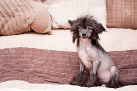 The majority of dog beds sold in the usa are made in china. Little Funny Chinese Crested Dog Sitting On The Bed Stock Photo Picture And Royalty Free Image Image 47047259
