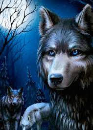 There are few creatures more fearsome and mighty than the wolf, and there's no better place to find a wolf wallpaper than unsplash. 220 Wolf Gifs Ideas Wolf Beautiful Wolves Wolf Pictures