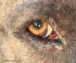 It is incredibly irritating, but if one has taken proper steps, then itching can be reduced to a large extent. Fiberglass Poisoning In Dogs
