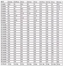 parti on yorkies yorkie growth chart