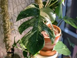 Some variegated varieties with their leaves ability to. Variegated Monstera Deliciosa Care And Propagation