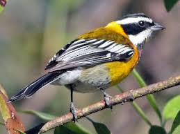 Image result for Hirtella zanzibarica