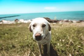 Have you heard of adventuring with your dog in hawaii can be fun for everyone with just a little bit of advanced planning. Flying A Dog To Hawaii All You Need To Know