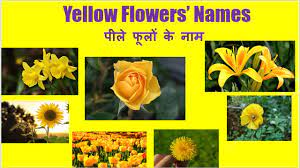 These cheery yellow or orange flowers resemble daisies and grow in almost any conditions. Yellow Flowers Names Flowers Names For Kids Youtube