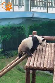 Funny Panda Compilation 2019 Love Animals Part 1 Gifs Animals Compilation Fun Cok Sirin Hayvanlar Komik Hayvan Videolari Komik Hayvan Fotograflari