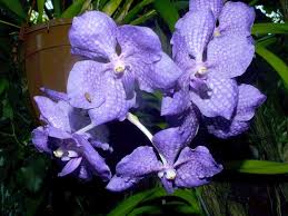 Image result for Vanda coerulea