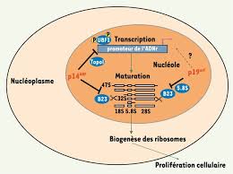 With the vast experience of more than 25 years in serving customers, biogenes provides highly customized solutions for the quality control and testing of biological products. La Regulation Negative De La Biogenese Des Riboso M S Medecine Sciences Erudit