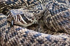Image Result For Eastern Diamondback Rattlesnake Head Pictures Beautiful Snakes Rattlesnake Art Reference