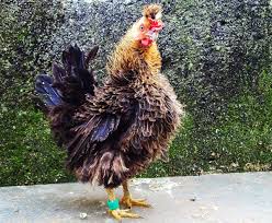 Ayam Walik Keriting Ayam Ternak Ayam