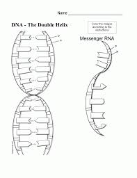 Dna structure and replication how is genetic information stored and copied? Dna Structure And Replication Coloring Worksheet The Largest And Coloring Home