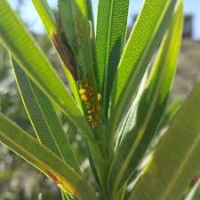 Apex pest control services are registered pest control firm with all govt. Apex Pest Control Pest Control Service In El Paso