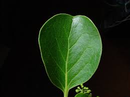 Image result for Monimiaceae