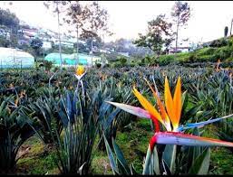 Bird Of Paradise Flower At Rs 21 Piece Kotagiri Id 22608097362