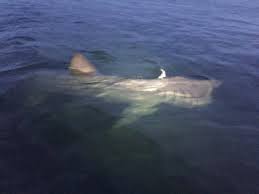 Une autoroute à requins, voilà à quoi ressemblait l' archipel des glénan (bretagne) le 6 juin 2013, selon un communiqué de l'association pour l'étude et la conservation des sélaciens (apecs Un Requin Pelerin Rode Au Large De Petit Rocher Video