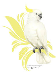 Sulphur Crested Cockatoo Cockatoo Australian Native Birds Bird Art